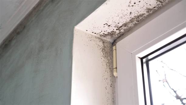 Certified Mold Removal in Fort Gibson, OK
