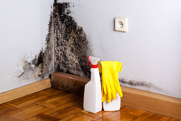 Best Fast Mold Removal  in Fort Gibson, OK